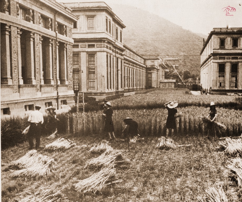 img011 Il grano 1943 copia